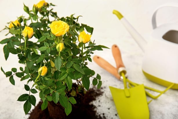 Miniature rose (Alamy/PA)