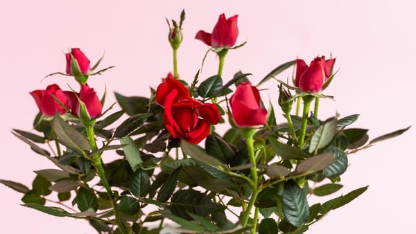 Experts offer tips on how to keep your indoor rose flowering well beyond Valentine's Day.