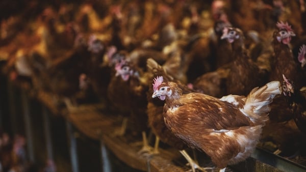 The discovery of infection in poultry flocks is being treated seriously by authorities (Stock image)