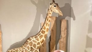 Zarafa the Giraffe