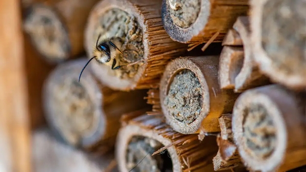 A beekeeper offers tips for gardeners.