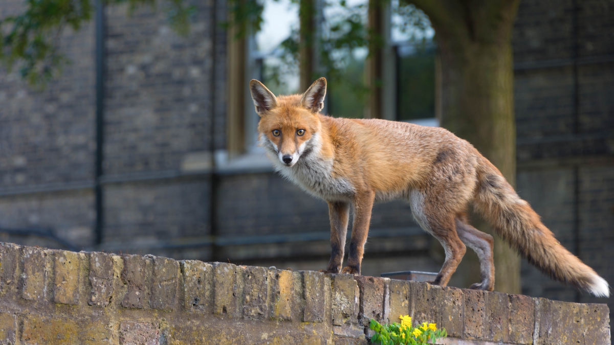 Jaysus lads, stop staring at me, have you never seen a fox before? Photo: Getty Images