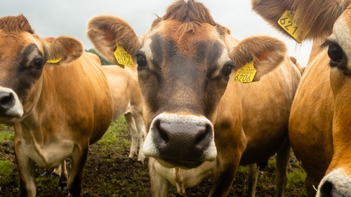 Dutch authorities said the infected cow "did not enter the food chain" (Stock image)