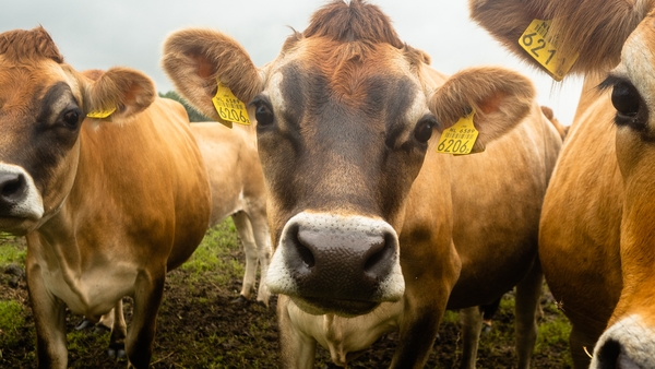 Dutch authorities said the infected cow 