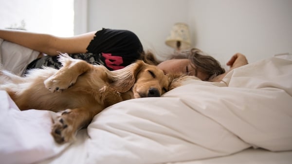 Do you let your dog sleep in your bed?