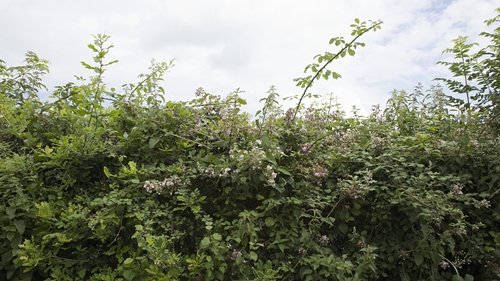 Up to half a kilometre of hedgerow can be removed without environmental assessment or scrutiny (file image)
