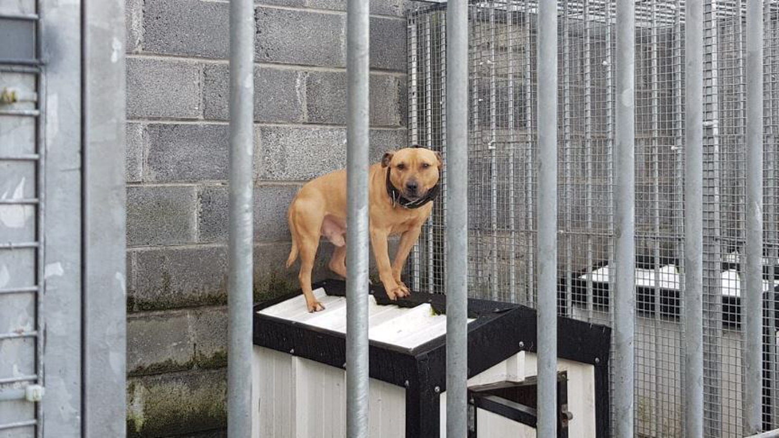Six dogs seized in restricted breeds operation in Sligo