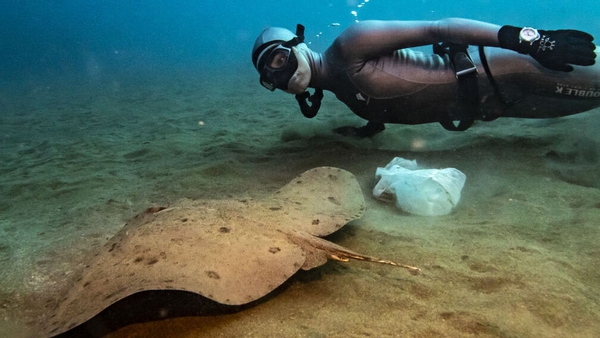 A stingray, living with plastic waste, is seen during an awareness dive as part of a United Nations Development Programme