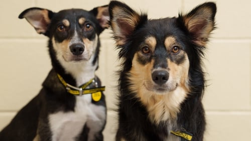 Collie sisters Serena and Venus were surrendered to Dogs Trust in recent weeks