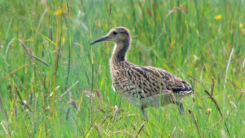 Twice as many curlew chicks hatched this year at Glenwherry as last year (All images courtesy of RSPBNI)