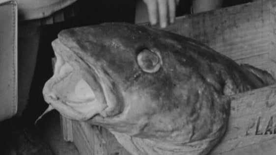 51lb cod caught in Dingle (1963)