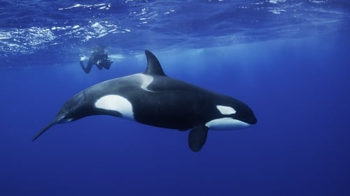 Killer whale, or orca, mothers are known to provide more support to sons than daughters