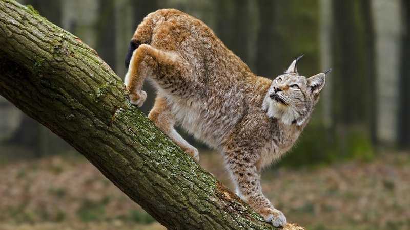 There are at most 150 adult lynx hidden in the mountains of northeastern France