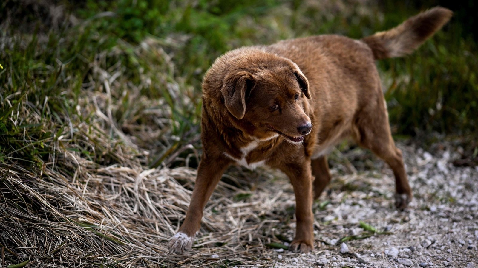 30-year-old Bobi declared world's oldest dog