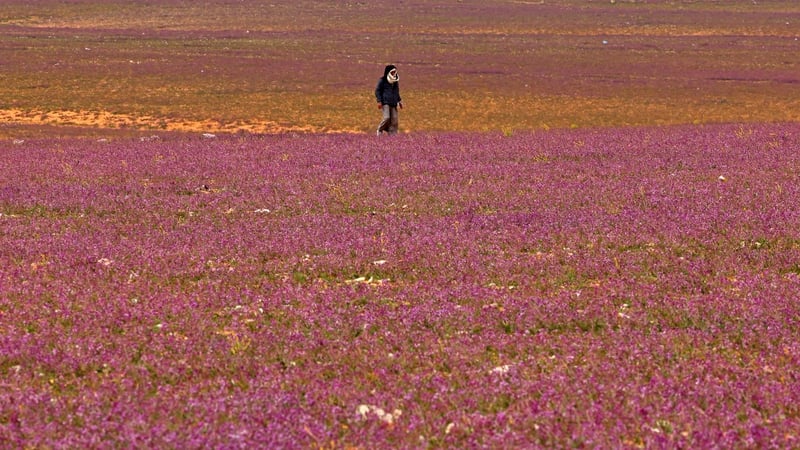 Heavier than usual winter rains has resulted in sands of northern Saudi Arabia being carpeted with purple flowers
