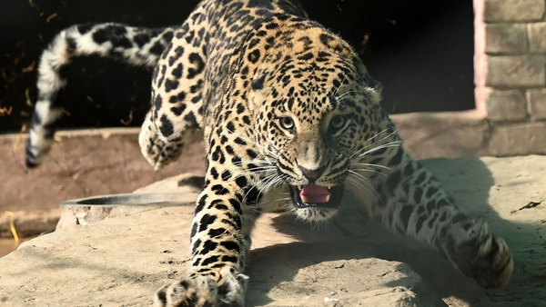 The leopard is now being housed at the former zoo in Islamabad