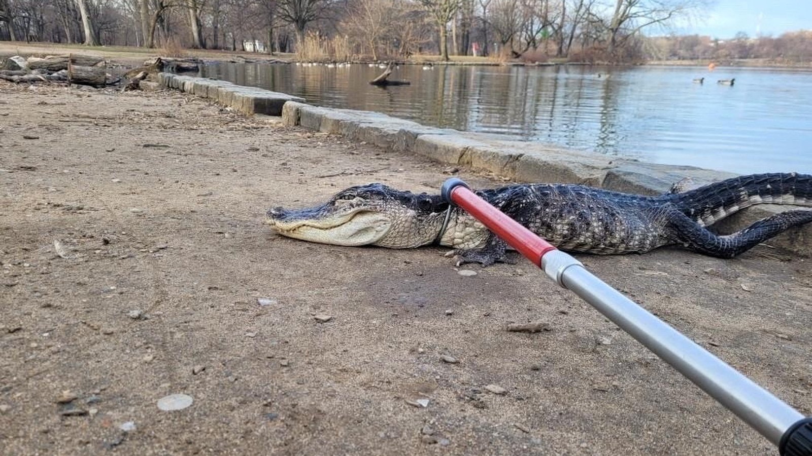 Alligator captured in New York park