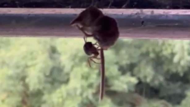 Claiming of the shrew: False widow spider eats mammal