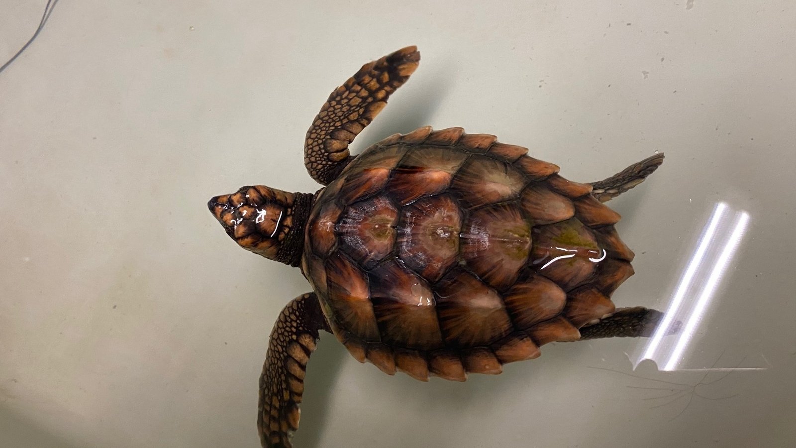 Miracle Loggerhead Turtle Washes Up On Mayo Coast