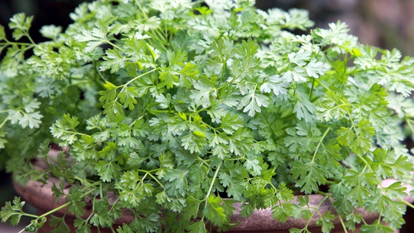 Expert Sarah Raven offers some fun alternatives to parsley and thyme. By Hannah Stephenson.