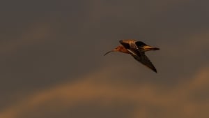 Calling the Curlew Home | The Lyric Feature: Sunday March 5th