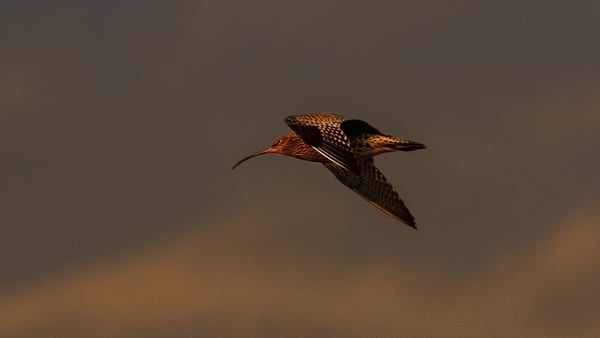 A curlew in flight (Pic: Janice Mulligan)