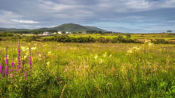 Botanists found that 56% of Ireland's native species have declined in range and abundance or both
