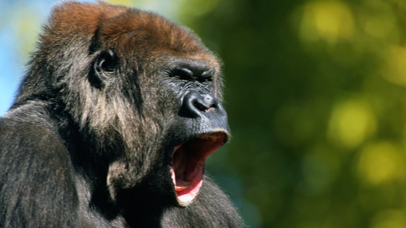 Great apes, like gorillas and orangutans, deliberately spin around in order to make themselves dizzy