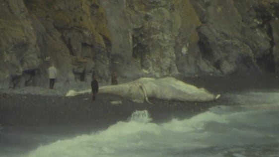 Fin Whale, Co. Waterford (1983)