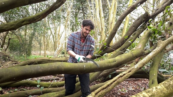 Eoghan Connaughton and the Gaelic Woodland Project have been removing a cherry laurel infestation from Killyon Manor in Co Meath