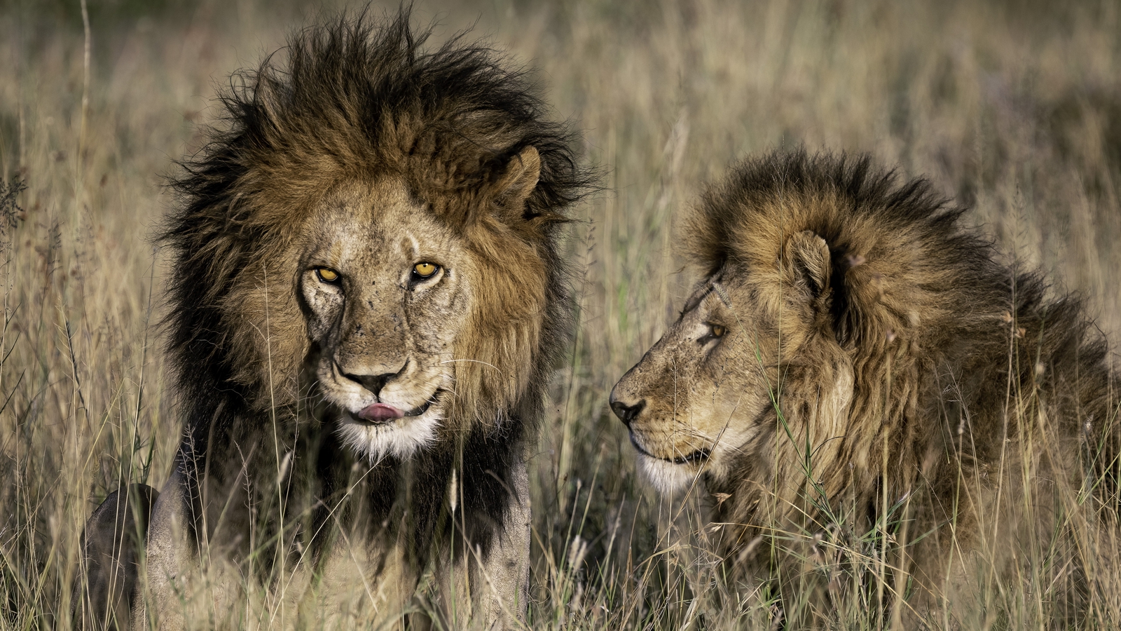 Serengeti #39 s lion king killed by younger rivals