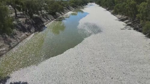 Hundreds of thousands of dead fish have been found this week in the Darling River