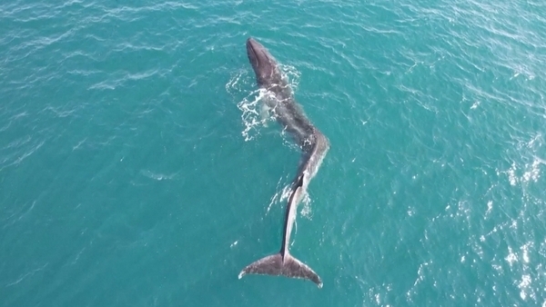 The fin whale was spotted off Spain's Valencia's coast