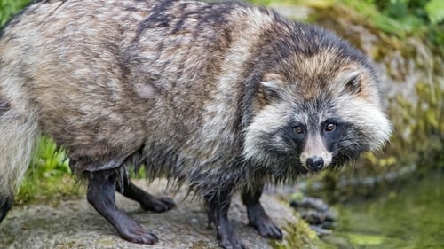 Raccoon dog data sparks new debate about Covid origins