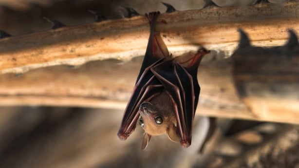 Bat