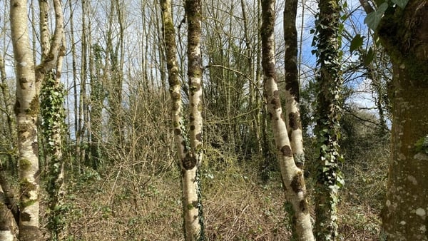 Ash dieback is a fungal infection first witnessed in Eastern Europe over 20 years ago and detected in Ireland in 2012