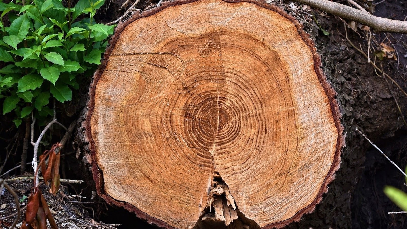 How Growth Rings Affect the Strength of Timber