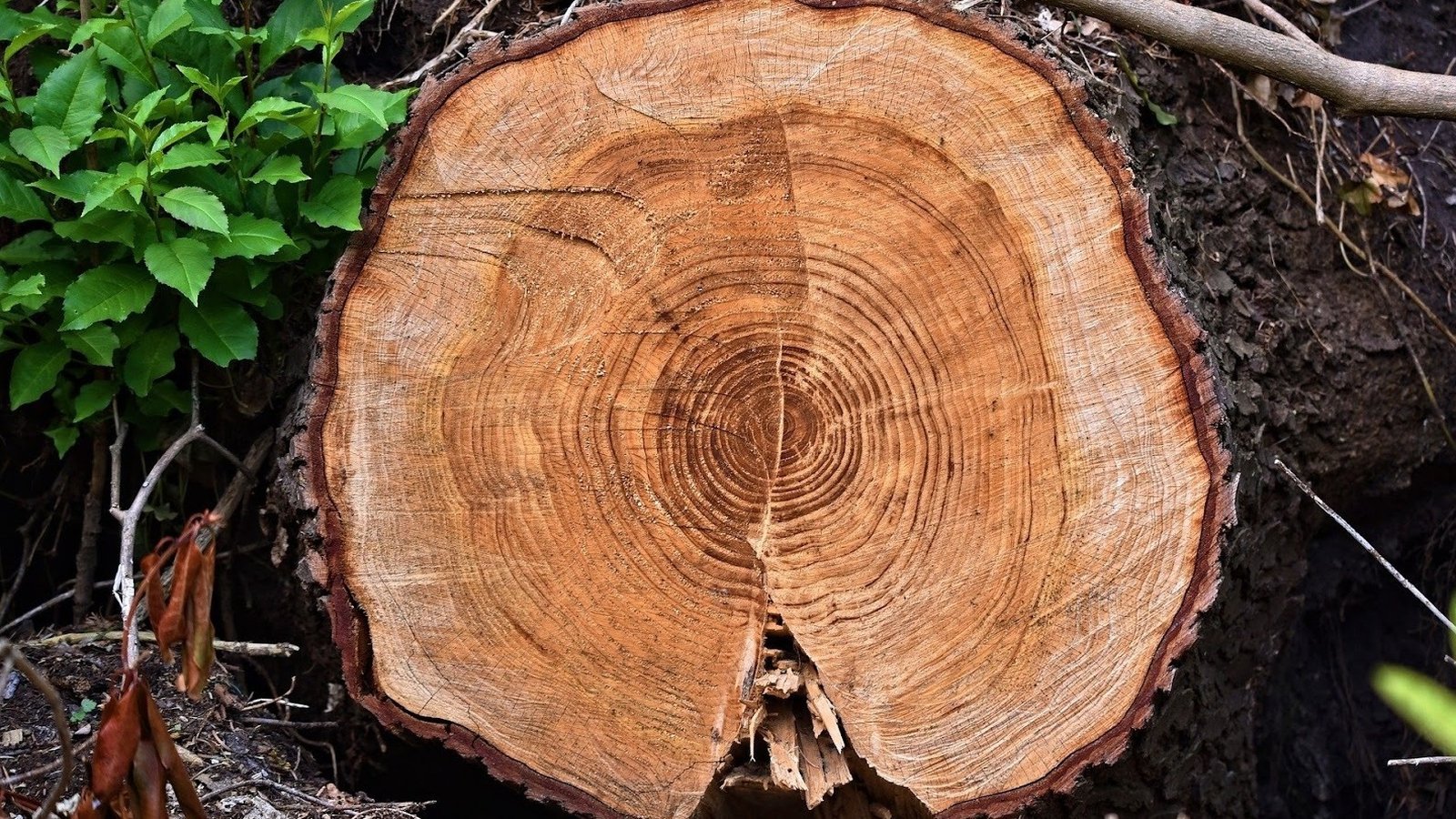 Plant Life: Dendrochronology