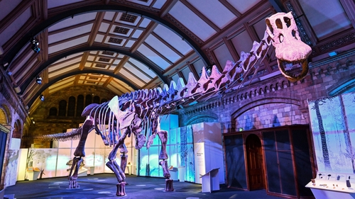 The new cast is a replica of one of six titanosaurs found after a farmer spotted a bone sticking out of the ground