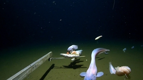 Scientists break record for deepest fish ever caught