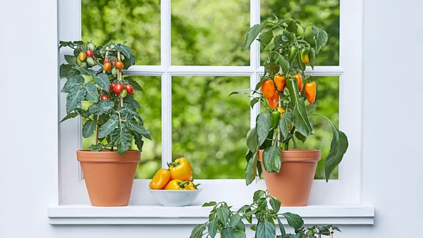 You don't need outdoor space to be able to nurture fresh ingredients, says Hannah Stephenson.