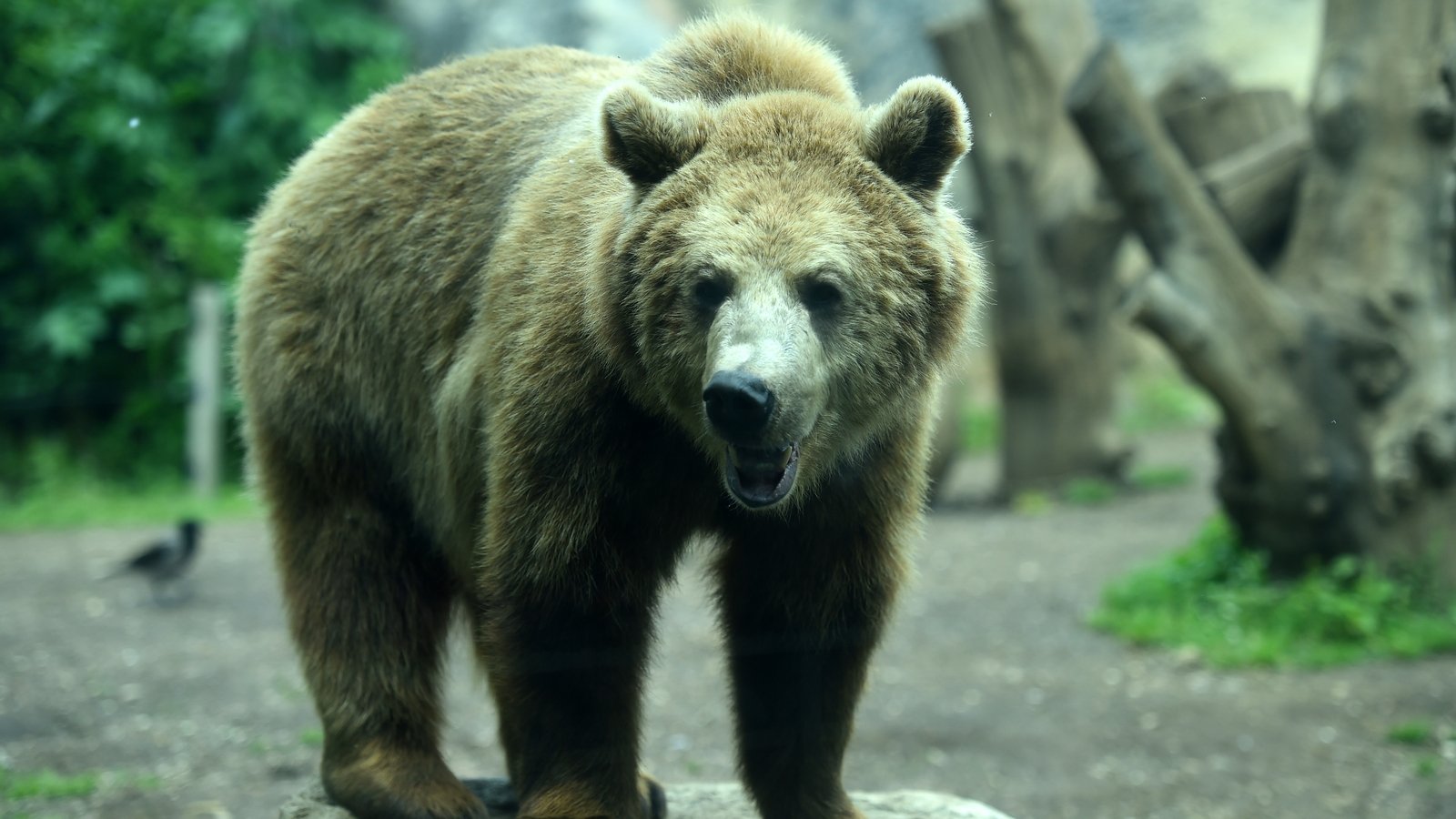 Bear That Killed Italian Jogger Captured