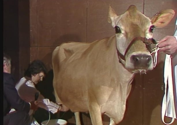 Danum Friday Jersey Cow on The Late Late Show 