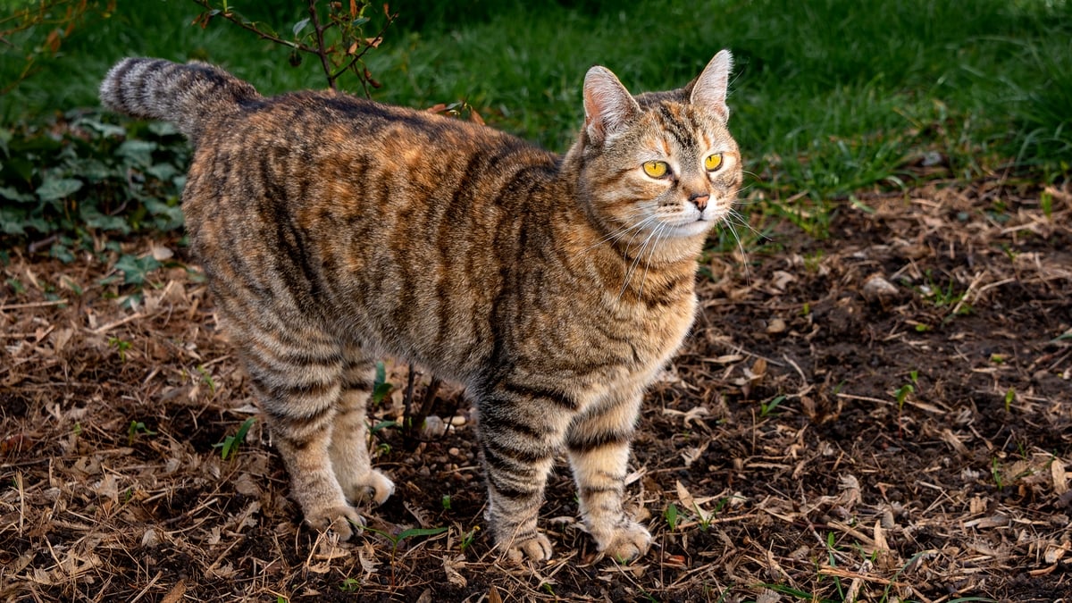 How much harm do domestic cats do to wild bird populations? Mooney
