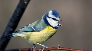 The Dawn Chorus