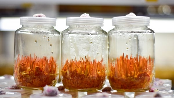 Cordyceps militaris growing on rice medium in glass bottle 2 weeks of cultivation after light expose. Photo: Getty Images
