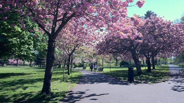Herbert Park's cherry blossom-lined footpath has been attracting photographers now that the trees are in peak bloom