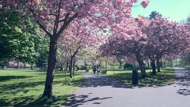 Cherry blossoms in full bloom