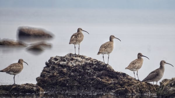 There are currently only 103 breeding pairs of Curlew remaining in Ireland, which represents a 98% decline in population in the last 30 years. Photo: Getty Images