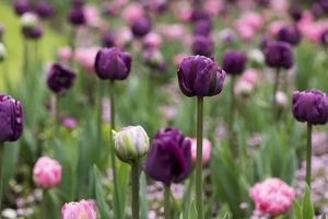 Tulip display at the National Botanic Gardens